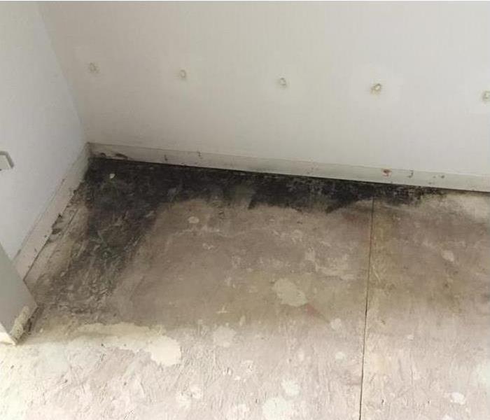 Mold growth under carpeting
