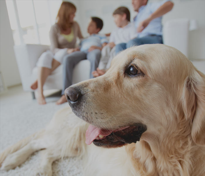 Dog lying on the floor on background of family resting at home